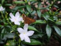 A butterfly on a white flowers. Butterfly lands on flower with green leaves background Royalty Free Stock Photo