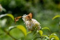 Butterfly on white lilac Royalty Free Stock Photo