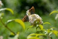 Butterfly on white lilac Royalty Free Stock Photo