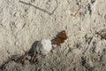 butterfly on a white lime soil