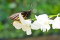 Butterfly on the white orchid