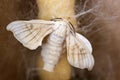 Silk moth on yellow silk cocoon