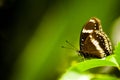 Butterfly with white spots