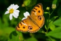 Butterfly with white wild daisy flowers Royalty Free Stock Photo