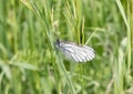 butterfly with white wings