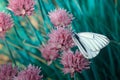 Butterfly with white wings on which are black stripes. A beautiful insect on a pink flower.