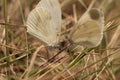 Butterfly Whitefish pea, Latin Leptidea sinapis Royalty Free Stock Photo