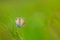 Butterfly, butterfly on wild flower on bokeh background