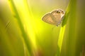 Butterfly, butterfly on wild flower on bokeh background