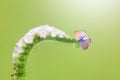 Butterfly, butterfly on wild flower on bokeh background Royalty Free Stock Photo