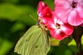 Butterfly. Wild flower. Royalty Free Stock Photo