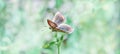 A butterfly on a wild flower on a clear sunny warm day. Freshness and light transparent summer atmosphere.