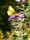 Butterfly on a wildflower