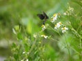 Butterfly & Wildflowers