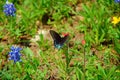 Butterfly & Wildflowers