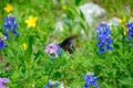 Butterfly & Wildflowers