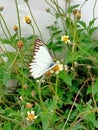 Butterfly and wildgrass