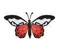 butterfly wildlife illustration
