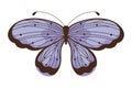 butterfly wildlife illustration