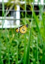 Butterfly Wildlife Nature On The Garden