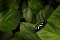 Butterfly, wildlife nature. Heliconius atthis, the false zebra longwing, butterfly from Mexico in Central America. Heliconius,