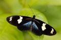 Butterfly, wildlife nature. Heliconius doris, Doris longwing, butterfly from Costa Rica in Central America. Heliconius, beautiful