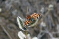 Butterfly on willow, early spring. Royalty Free Stock Photo