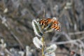 Butterfly on willow on spring. Royalty Free Stock Photo