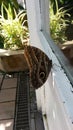 Butterfly on the window