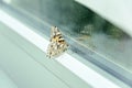 Butterfly on a window glass. Butterfly trapped against the glass of a window