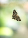 Butterfly on the window