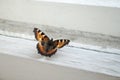 Butterfly on window