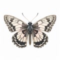 Grizzled Skipper Butterfly: Black And White Wings On White Background