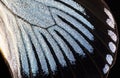 Butterfly wing, close-up