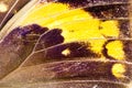 Butterfly wing close up Royalty Free Stock Photo