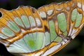 Butterfly Wing (closeup) Royalty Free Stock Photo