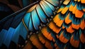 Butterfly Wing. Closeup butterfly wing orange, black, and blue. Iridescent, background wallpaper texture. Royalty Free Stock Photo