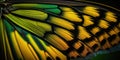Butterfly Wing - closeup butterfly wing yellow black green. iridescent, background wallpaper texture Royalty Free Stock Photo