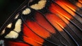 Butterfly wing closeup with vibrant color transition background image Royalty Free Stock Photo