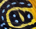 Butterfly wing extreme close up