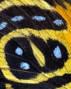 Butterfly wing extreme close up