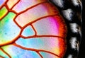 Butterfly Wing Scales Ultra close up of the iridescent scales on