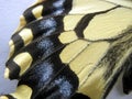 Butterfly wing swallowtail close-up. Abstract background of a colorful butterfly wing. Royalty Free Stock Photo