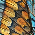 Butterfly Wing Texture Background, Insect Wings Macro Pattern, Butterfly Wing Closeup, Copy Space Royalty Free Stock Photo