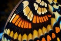 Butterfly Wing Texture Background, Insect Wings Macro Pattern, Butterfly Wing Closeup, Generative AI Illustration