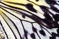 Butterfly wing texture, close up of detail of butterfly wing for background Royalty Free Stock Photo