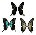 Butterfly wings