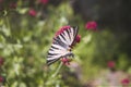 Butterfly wings on  of Alyssum flowers Royalty Free Stock Photo