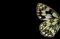 Butterfly wings on black background. butterfly wings pattern close-up.