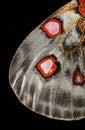 Butterfly wings texture, close-up. apollo parnassius butterfly wings. butterfly wings pattern Royalty Free Stock Photo